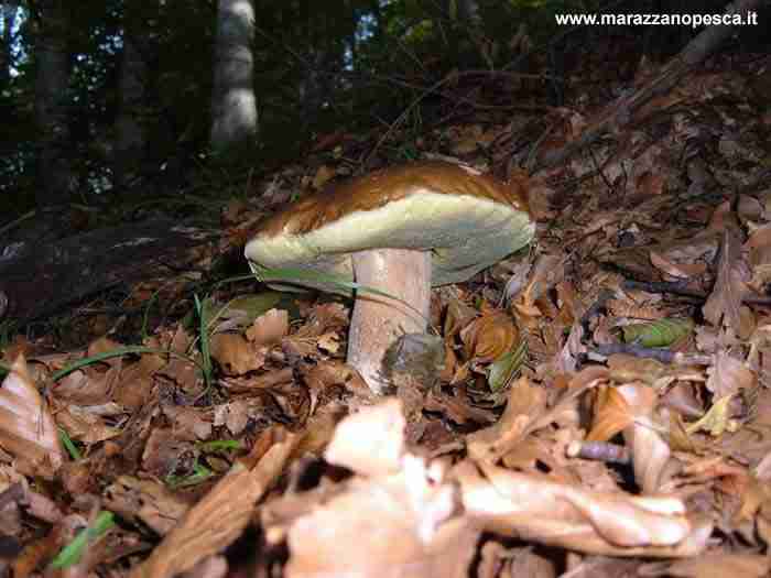  Image name: 125 Porcino.jpg 
 width: 700 pixel 
 height: 525 pixel 
 Size: 26448 bytes 
 Click to enlarge 